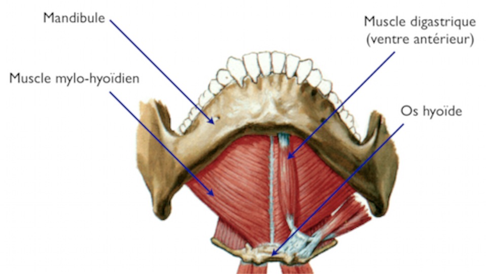 Souhail Kiné - Le muscle stylo-hyoïdien est un muscle situé dans la région  du cou. Il prend naissance à la base du processus styloïde de l'os temporal  (styloïde) et s'insère sur l'os