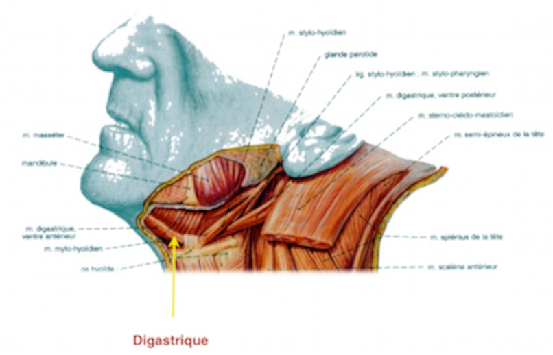 Les muscles adducteurs de la mandibule. - Evolution biologique